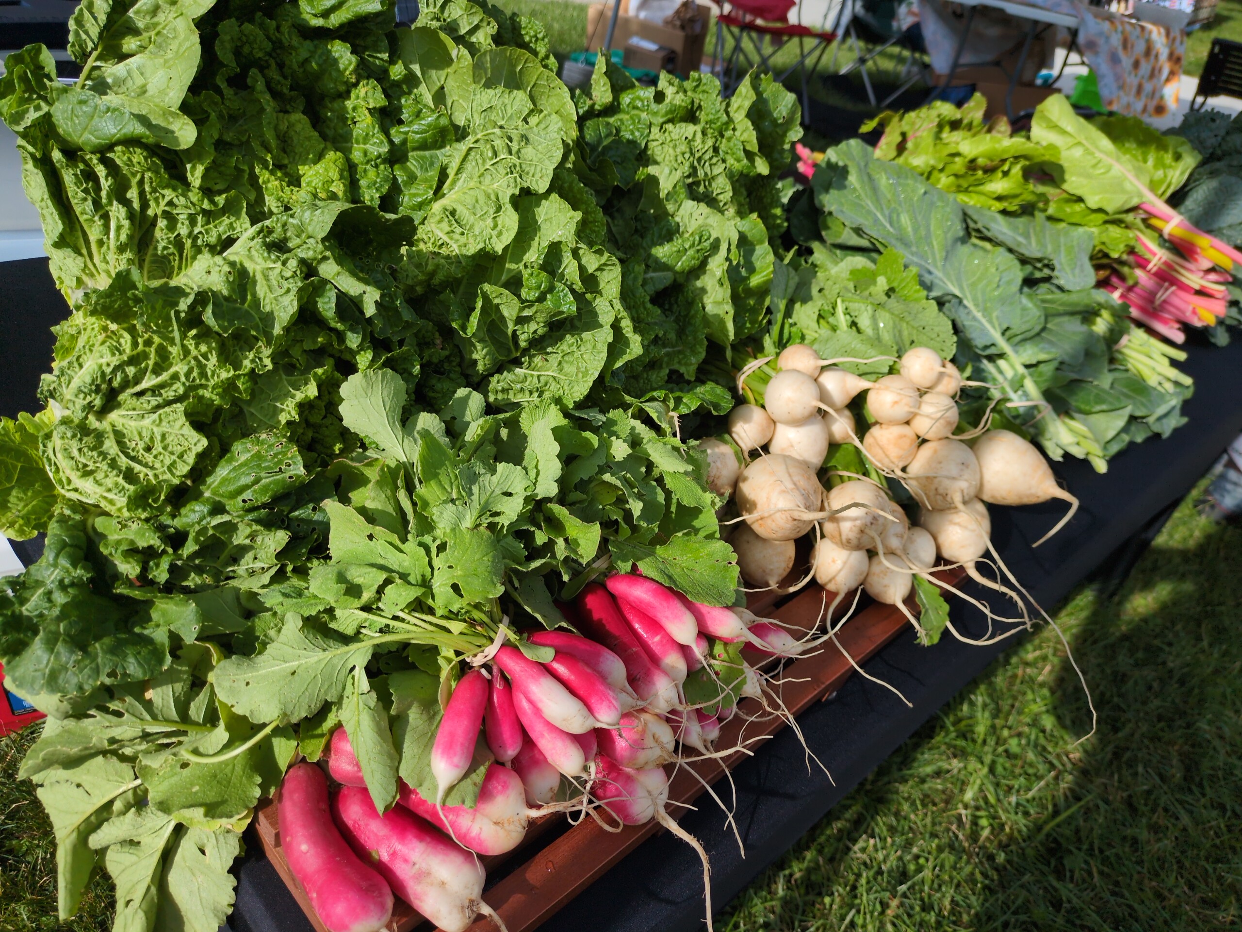 Radishes, turnips, and a number of leafy greens on a farmers market table.